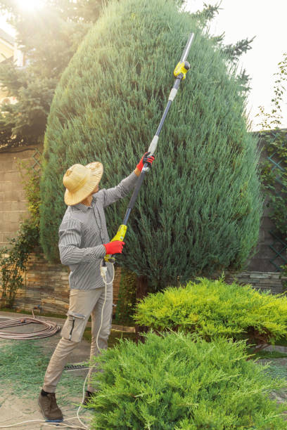 Best Fruit Tree Pruning  in East Village, CT