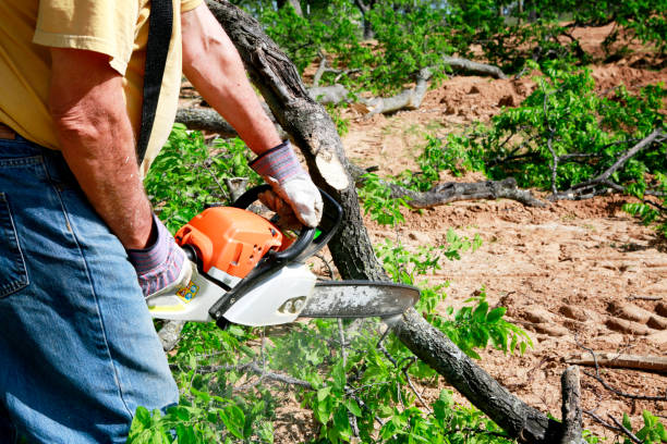 How Our Tree Care Process Works  in  East Village, CT